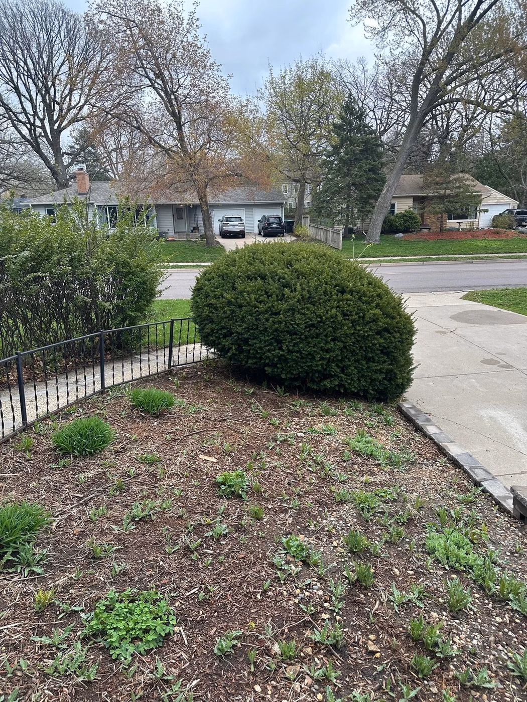 Overgrown garden bed before cleanup